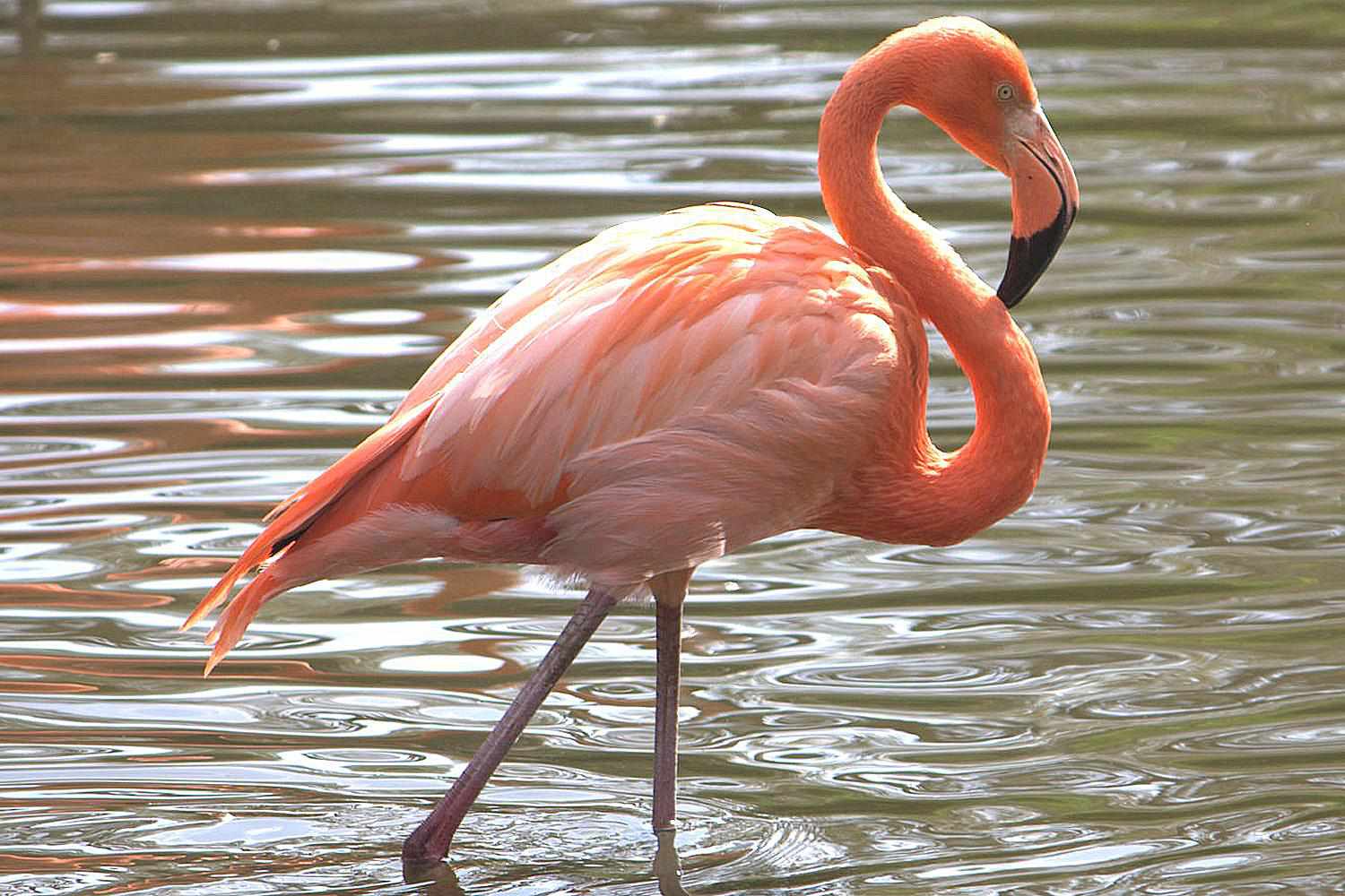 Amerikanischer Flamingo