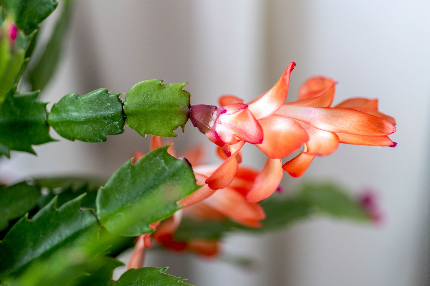 Thanksgiving-Kaktuszweig mit orangefarbenen Blüten in Nahaufnahme