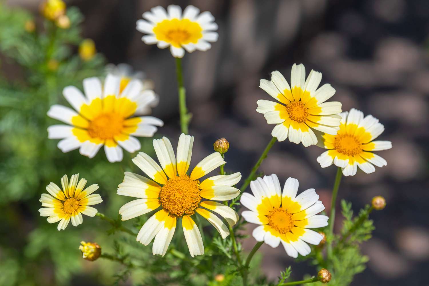 Gänseblümchenblüten mit zweifarbig leuchtenden Blütenblättern und Knospen in Großaufnahme