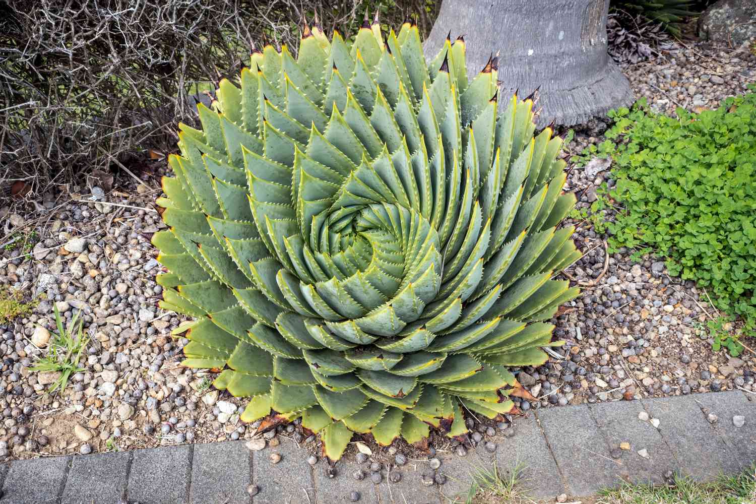 Spirale Aloe Vera-Sukkulente mit dicken dreieckigen Blättern, die sich spiralförmig nach innen drehen, umgeben von Kies
