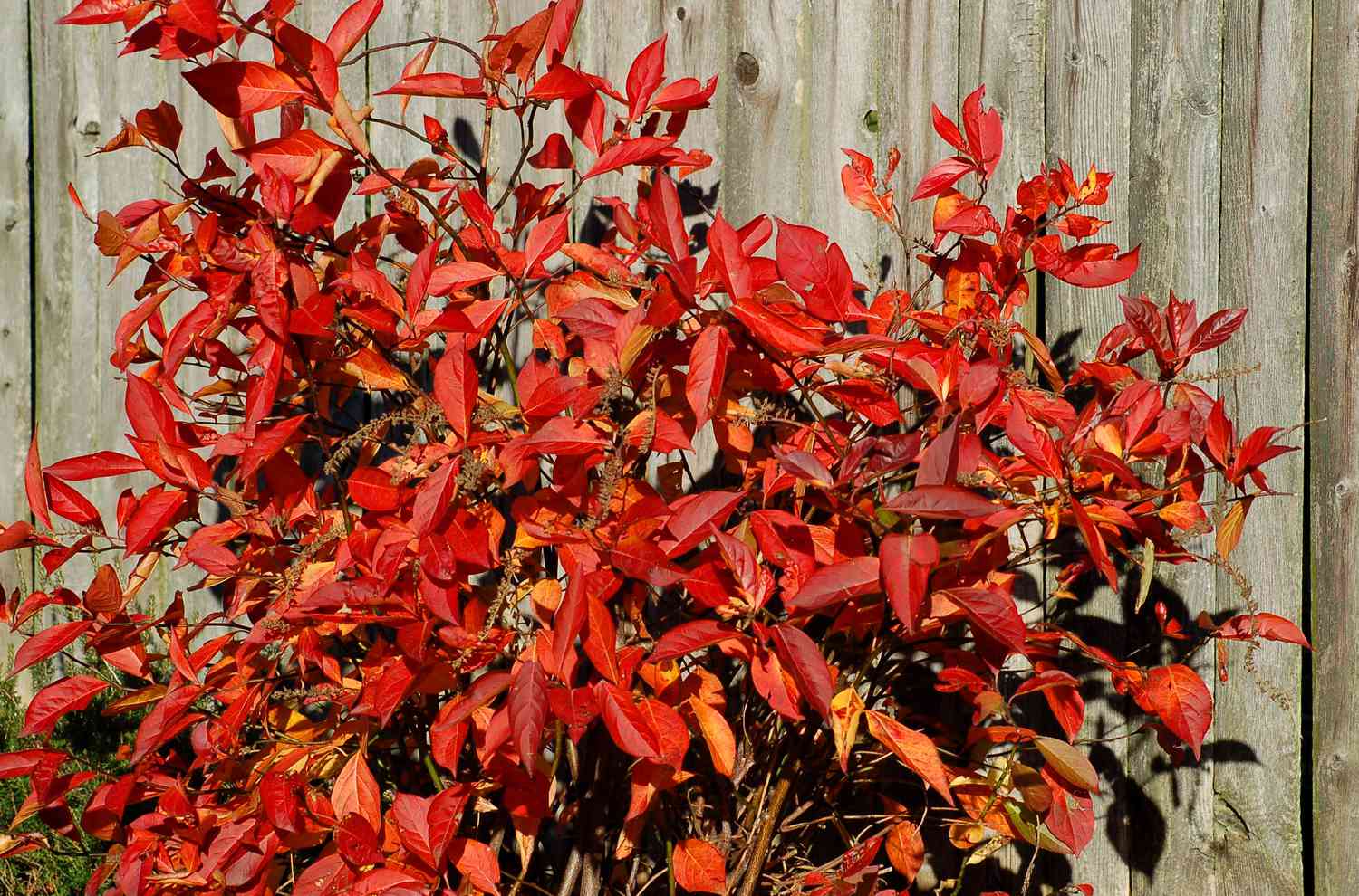 Virginia Sweetspire Strauch mit roten und ovalen Blättern vor einem Holzzaun