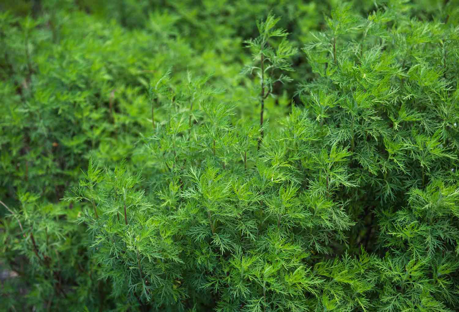 Planta de pau-santo com folhas delicadas e ornamentais em hastes finas