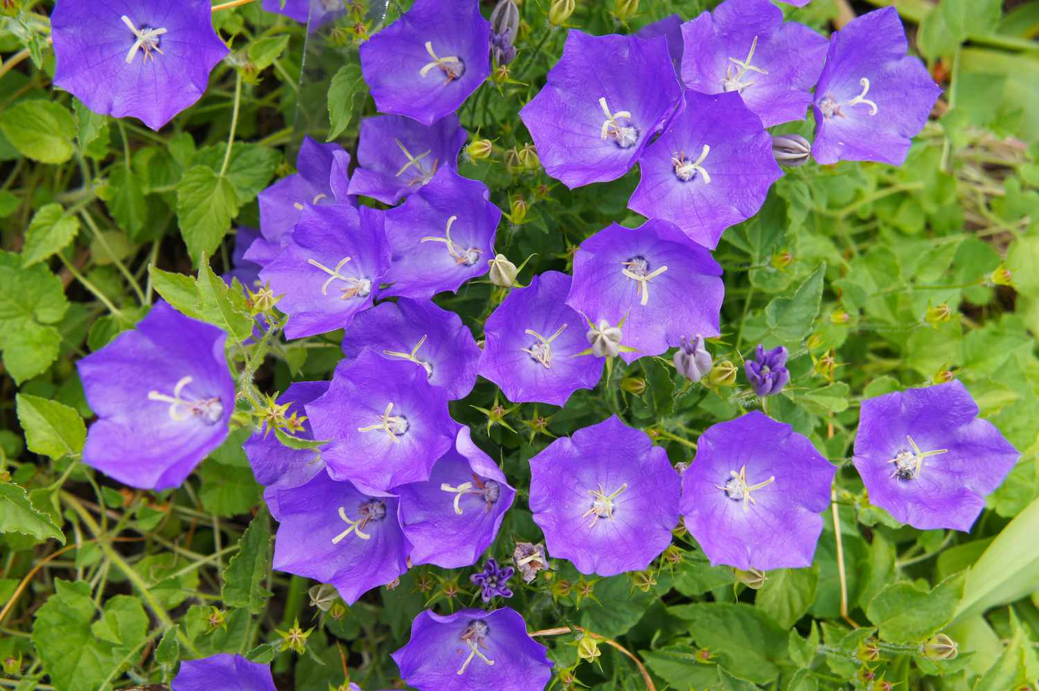 Mehrere Blüten der Karpatenglockenblume.