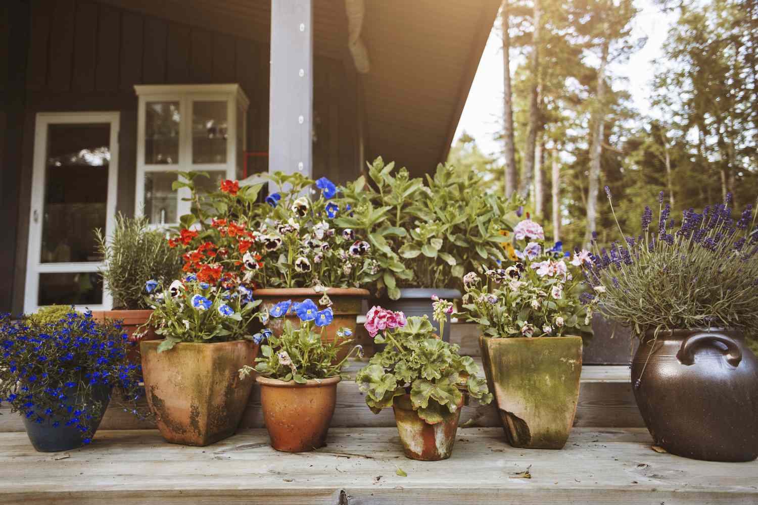 A stoop with container gardens