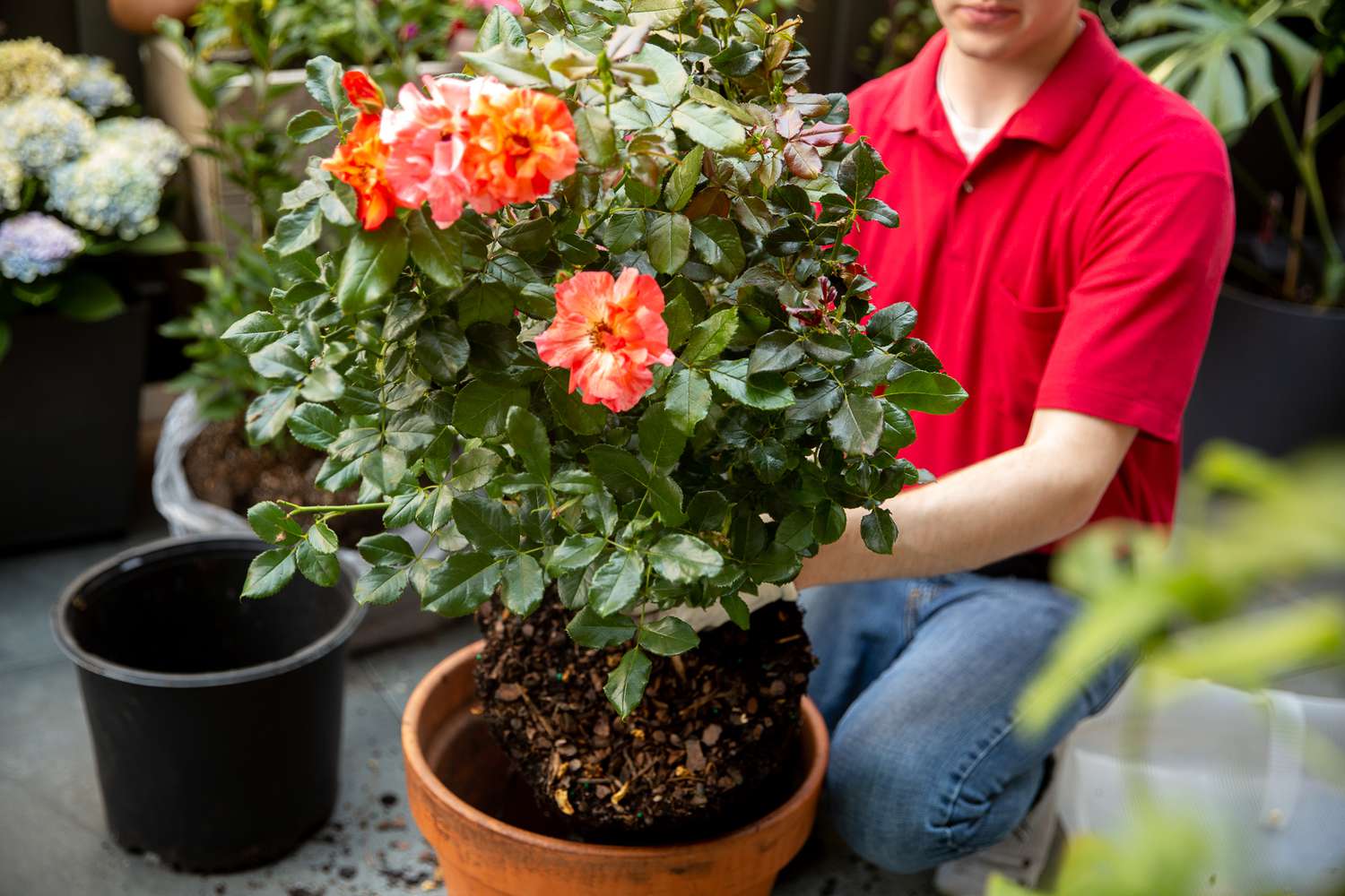 Roseira em vaso com flores vermelho-alaranjadas colocadas em um grande vaso de barro