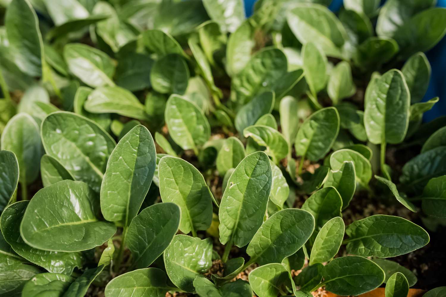 spinach growing in the garden