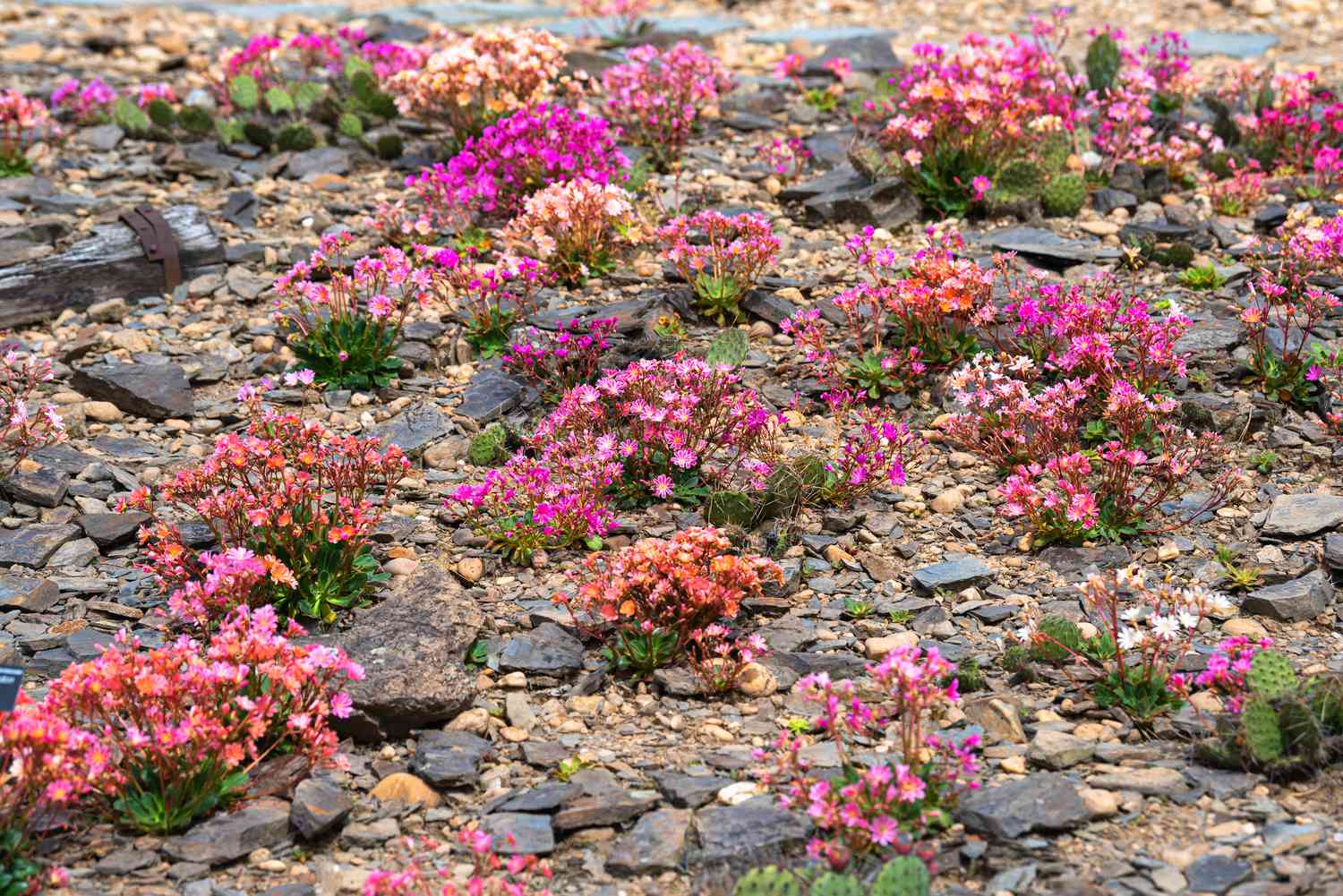 Regenbogen-Lewisia-Pflanze mit rosa und orangefarbenen Blüten zwischen Felsen und Kieselsteinen