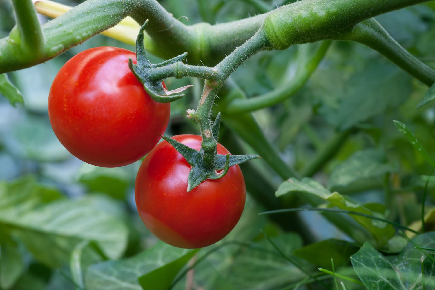 Tomates-cereja maduros prontos para serem colhidos