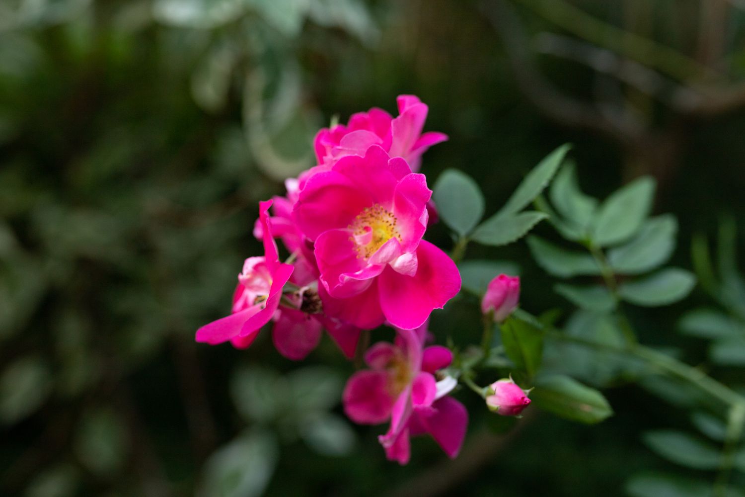 rugosa roses