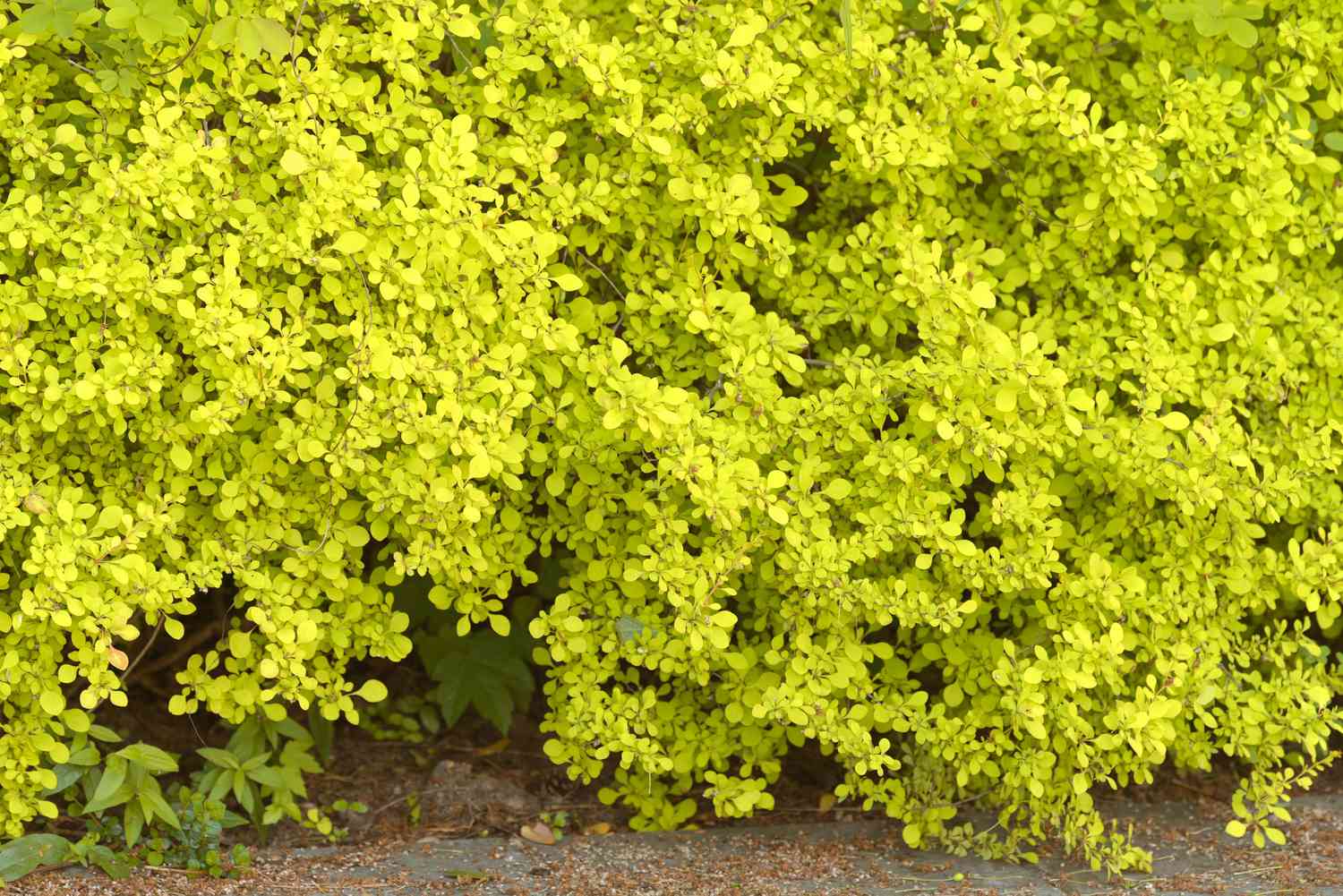 Arbuste d'épine-vinette avec de petites feuilles jaune-vert regroupées sur les branches 