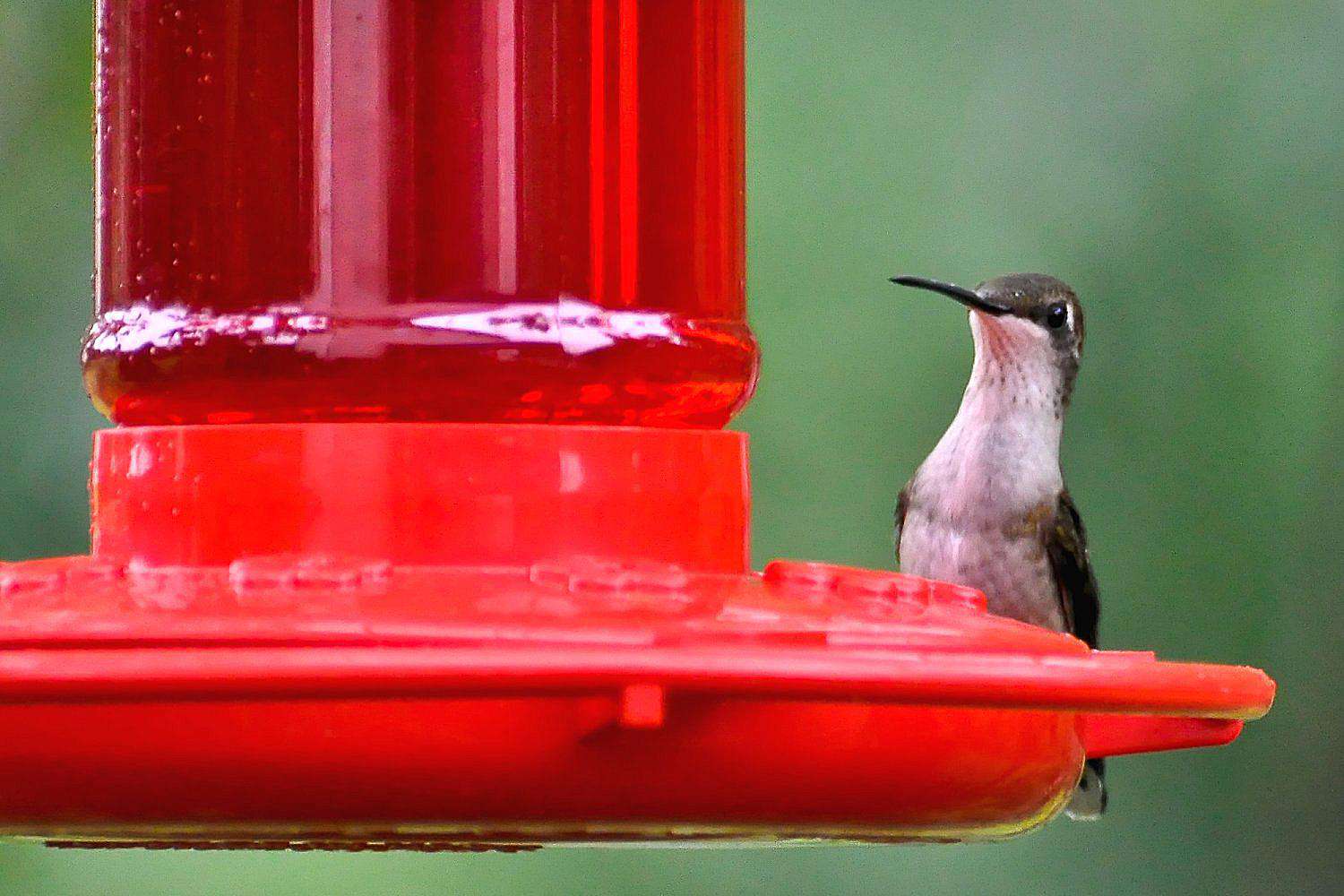Kolibri am roten Futterhäuschen