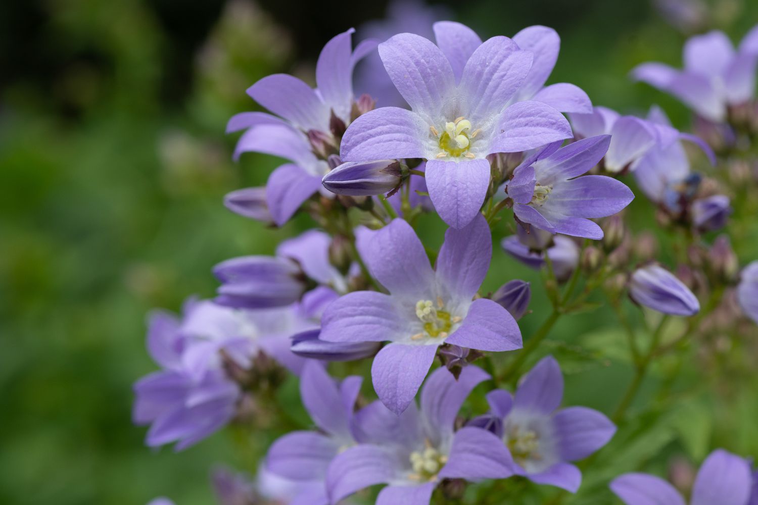 Nahaufnahme von milchigen Glockenblumen.