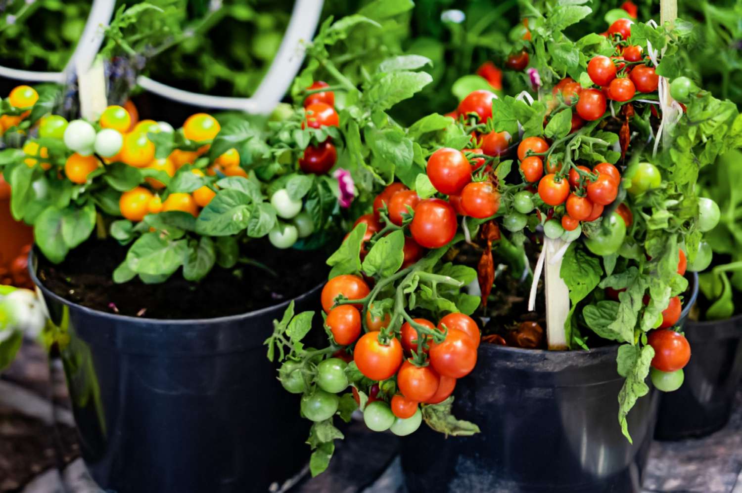 Plantas de tomate em recipientes pretos com tomates vermelhos, laranja e verdes pendurados