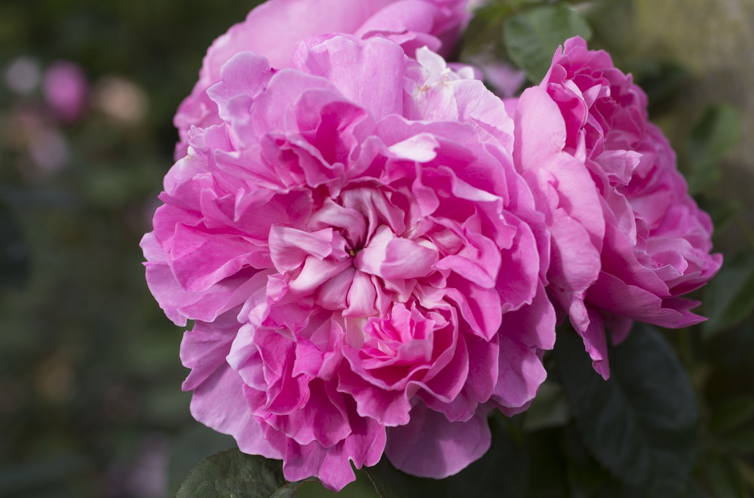 'Mary English' Rose mit rosa Blütenblättern