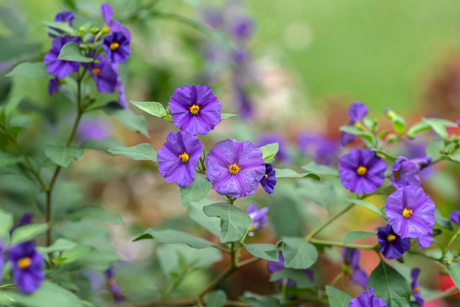 Blauer Kartoffelstrauch mit lila-blauen Blüten 