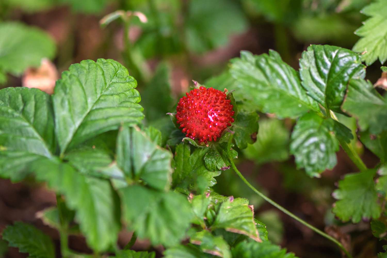 Plante de faux fraisier avec des feuilles arrondies et un fruit rouge-bordeaux
