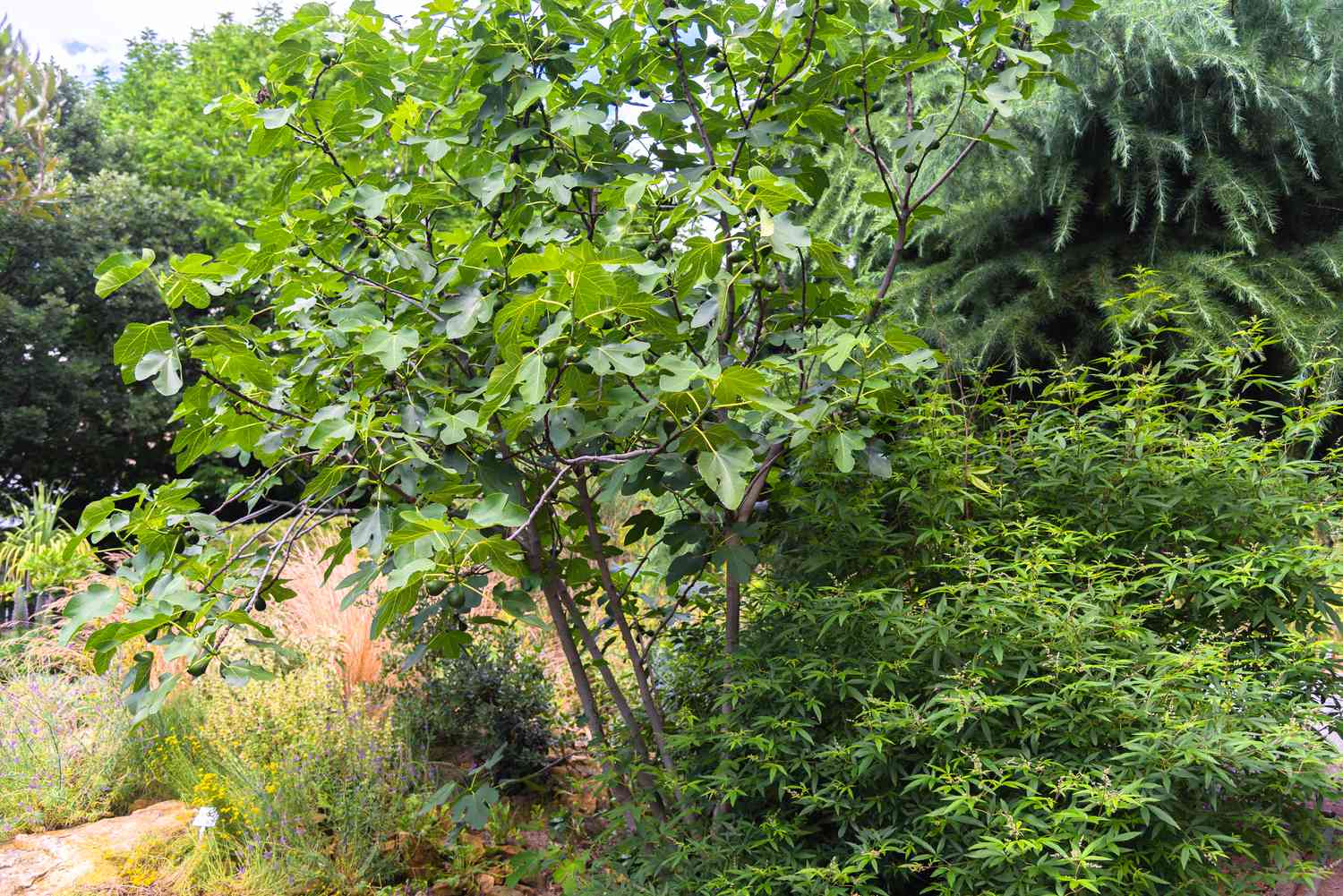 Bio-Feigenbaum mit großen gelappten Blättern inmitten eines Waldstücks