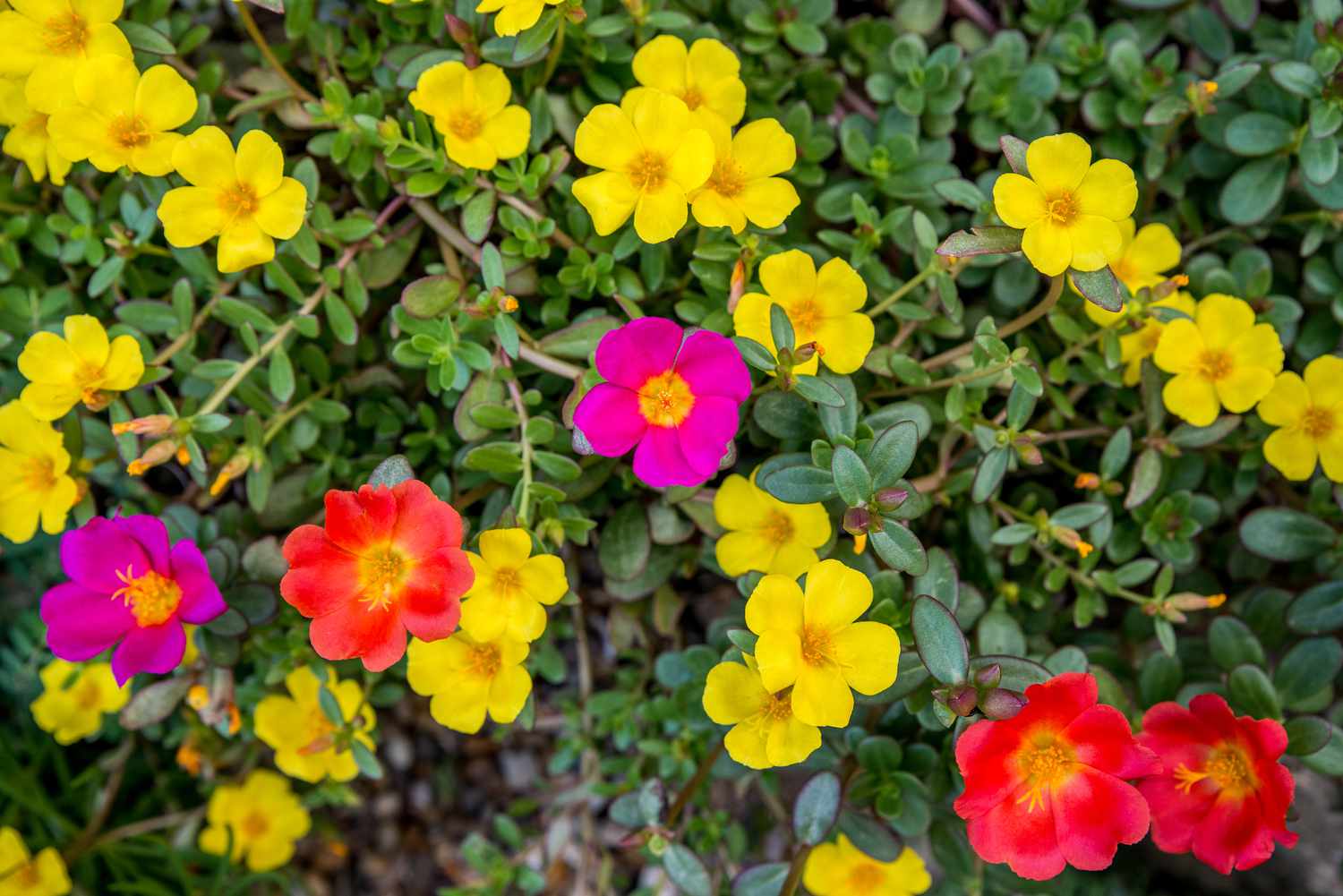 multi-colored portulaca