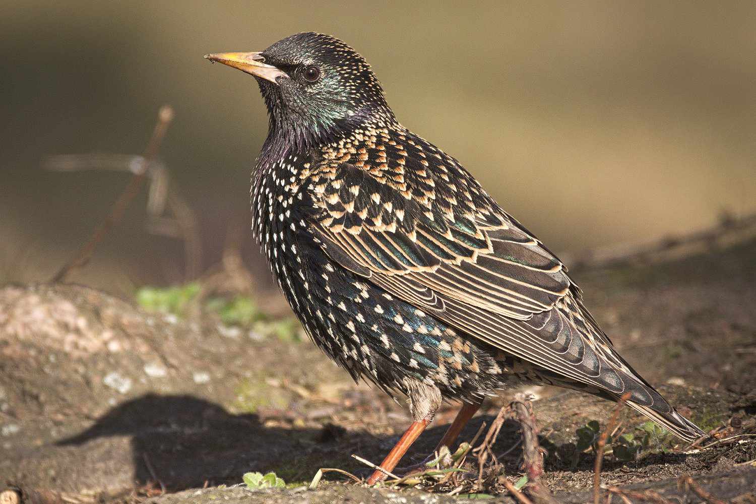 European Starling