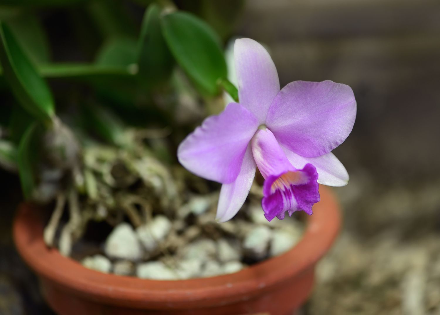 Laelia orchids with light purple and white flowers in pot closeup