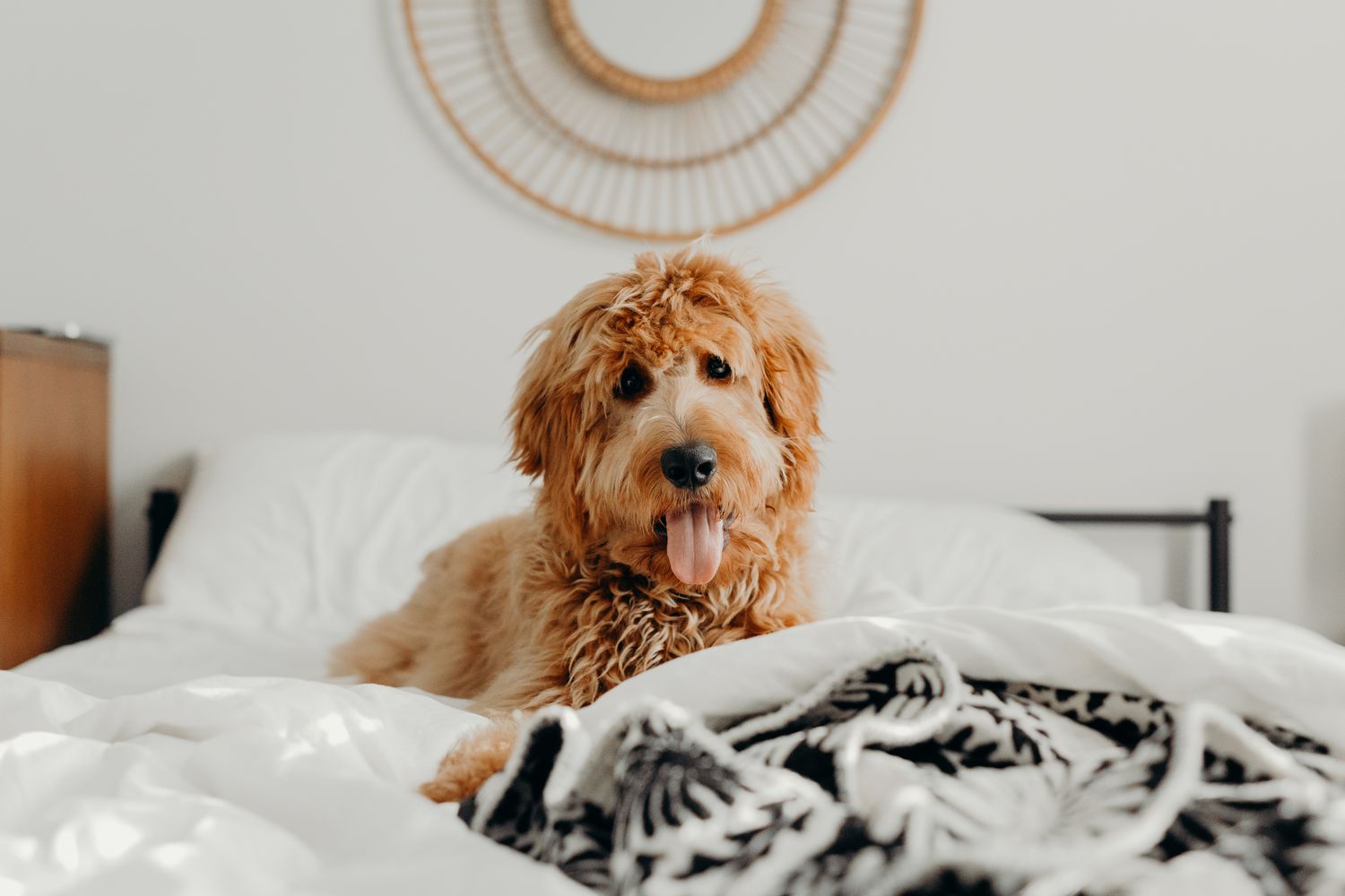 dog laying on comfy blankets