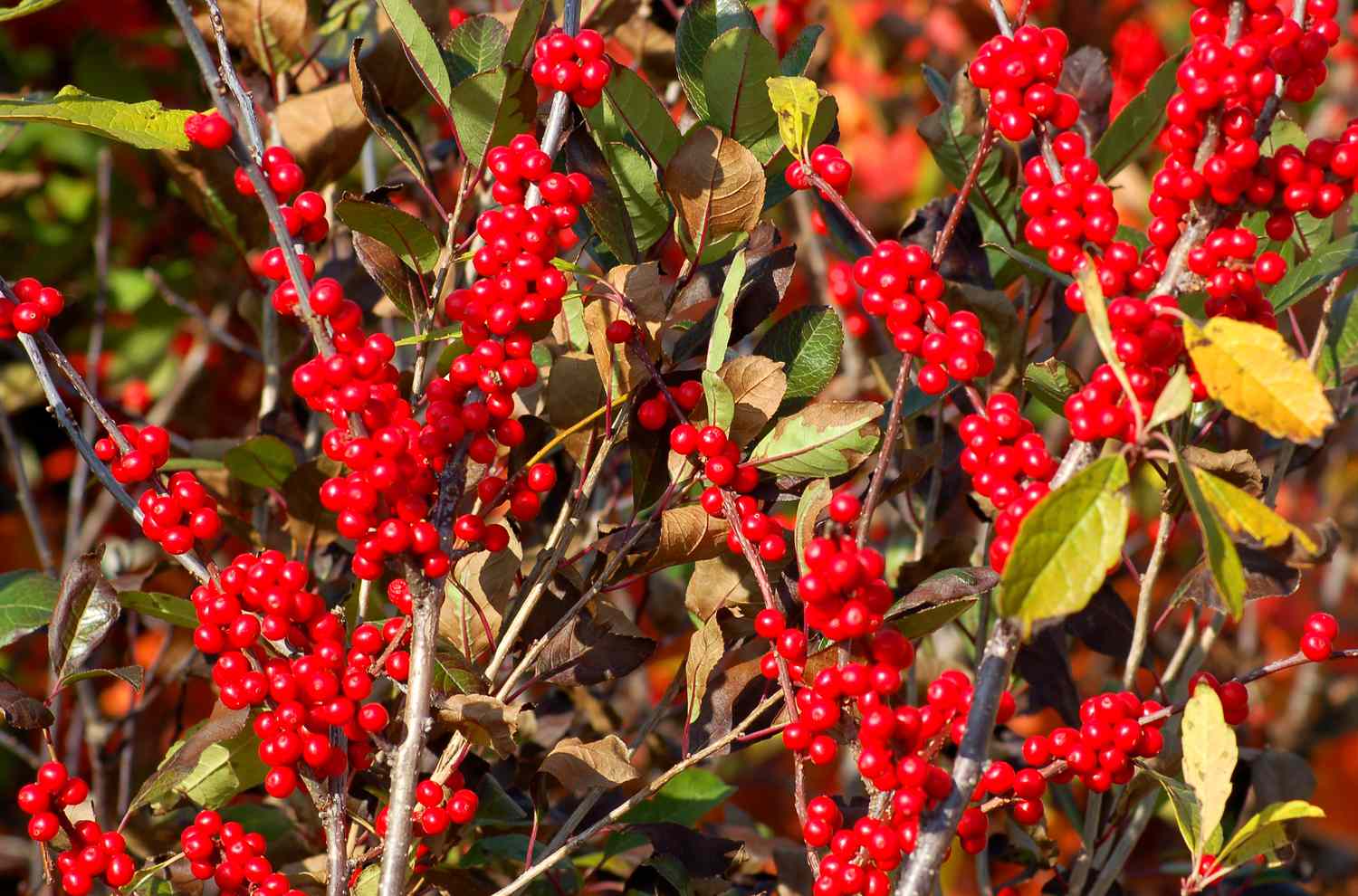 Winterberry with red berries.
