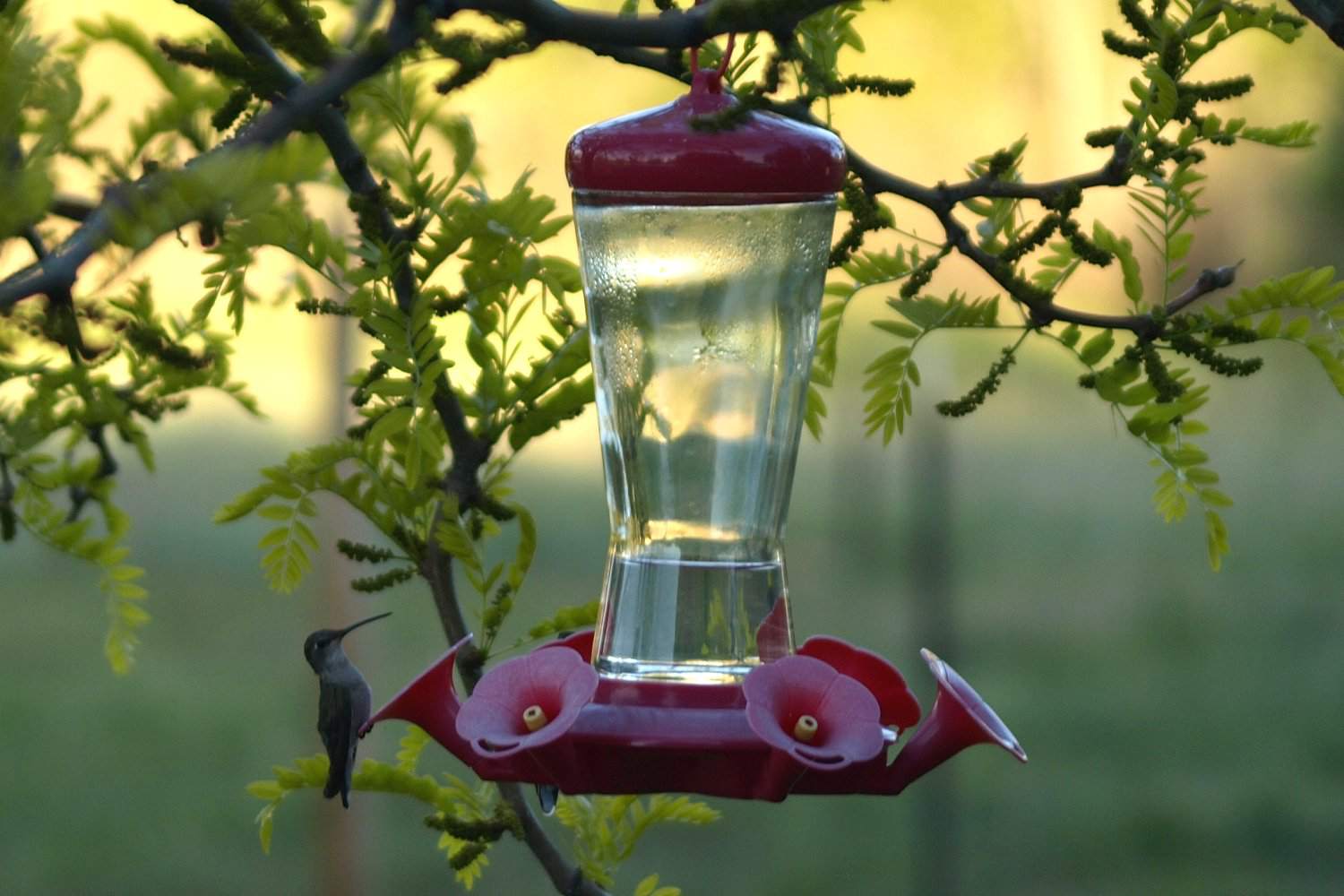 Comedero para colibríes en un árbol