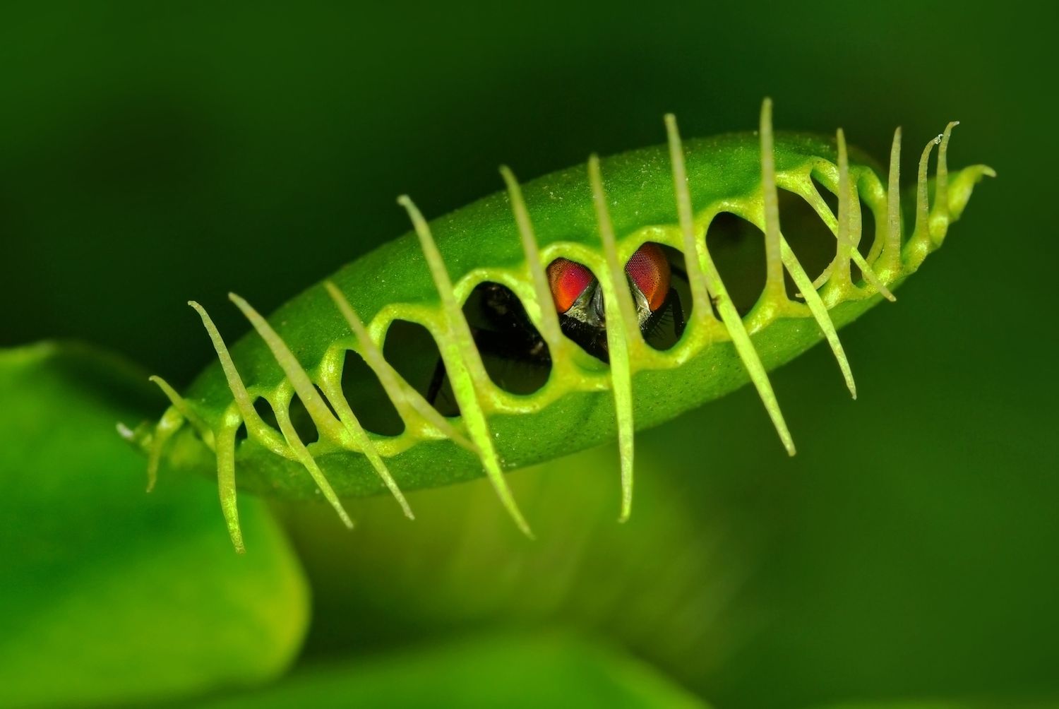 Fly caught in a Venus flytrap plant.