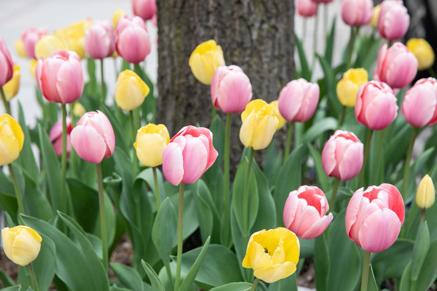 Rosa und gelbe Tulpen wachsen an der Basis eines Baumstamms in Nahaufnahme