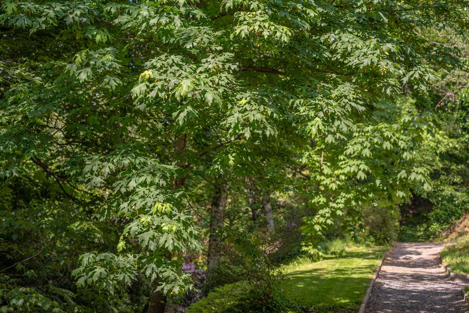 Großblättrige Ahornbäume mit großen grünen Blättern, die an den Zweigen hängen und den Weg bedecken 