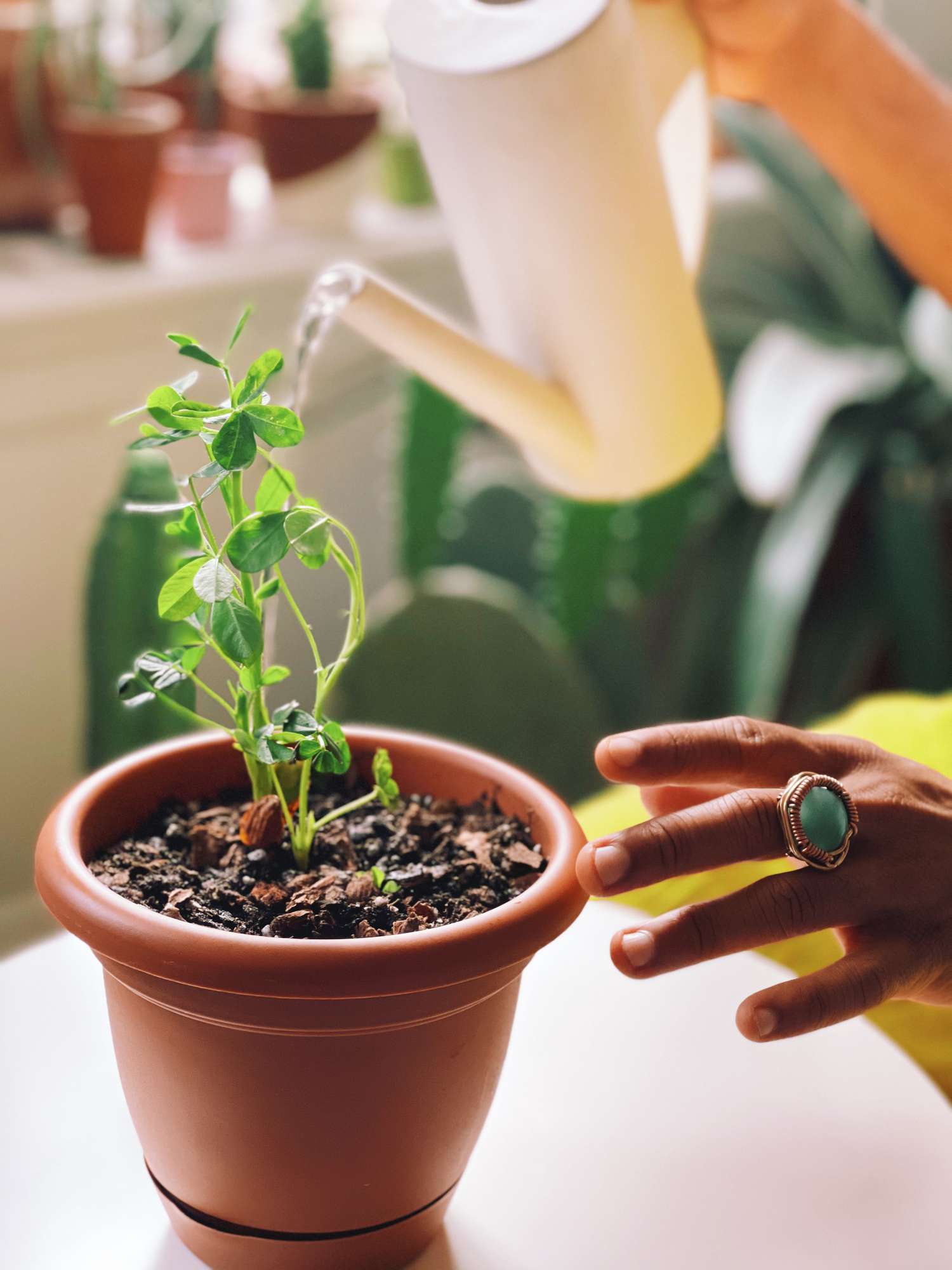 Christopher Griffin The Plant Kween