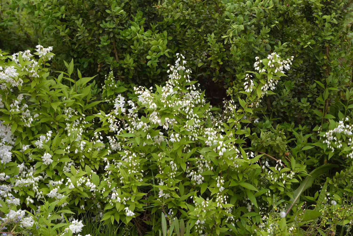 Zwergdeutzia 'Nikko' Strauch mit hohen Zweigen und bogenförmigen Stängeln mit kleinen weißen Blüten