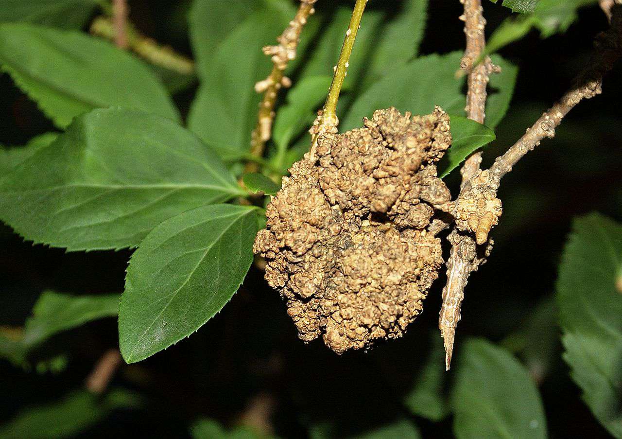 Kronengalle an Forsythien, verursacht durch Agrobacterium tumefaciens