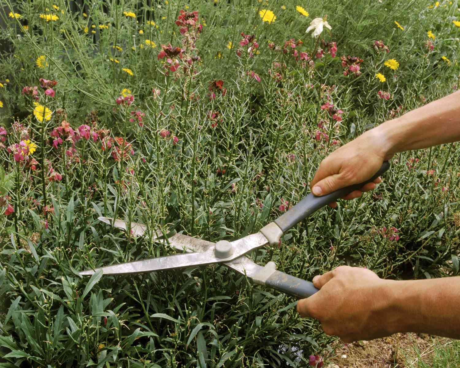 Hombre utilizando tijeras de mano para deadhead erysimum (blistercress) .