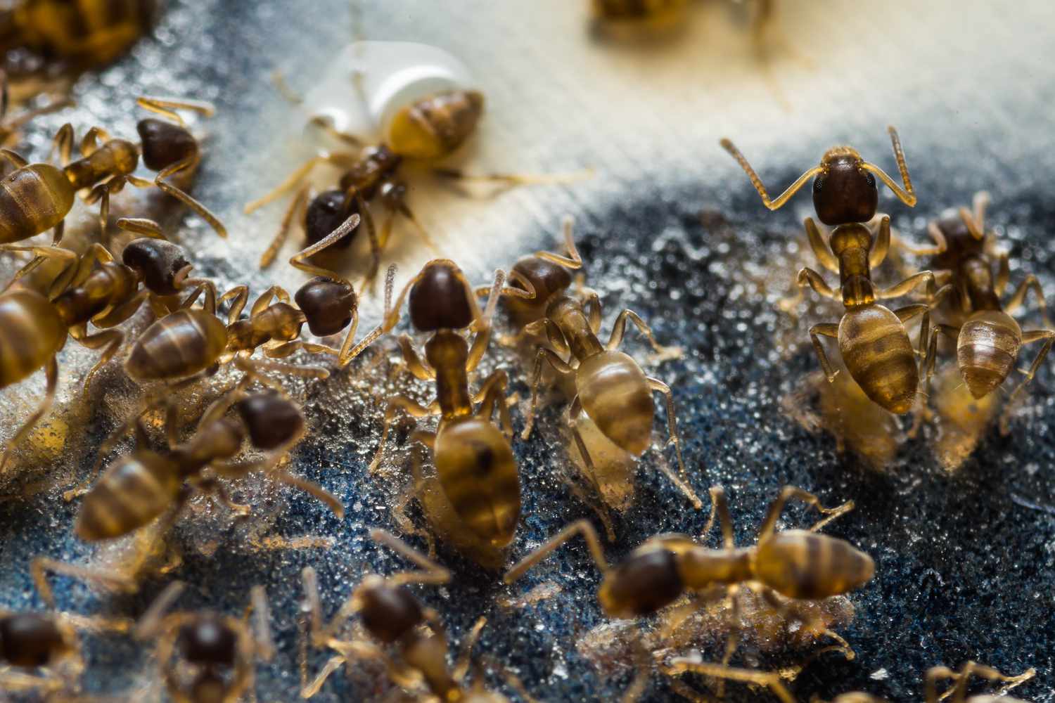 Formigas se alimentando de comida no chão