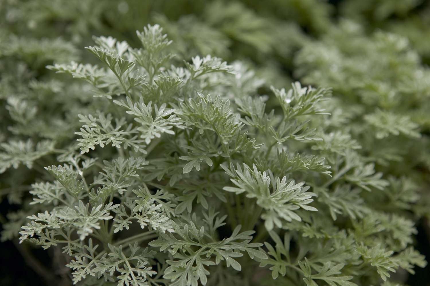 Folhas prateadas da planta Artemisia Powis Castle