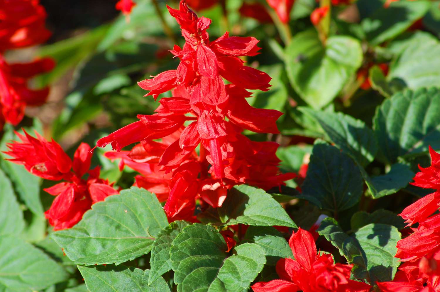 Mehrere rote Salvia in Blüte.