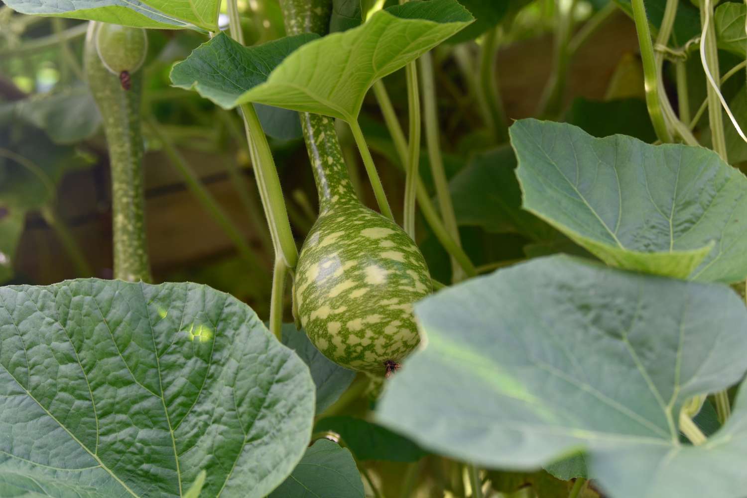 Enredadera ornamental de calabaza con hojas grandes y verdura con manchas blancas y verdes creciendo