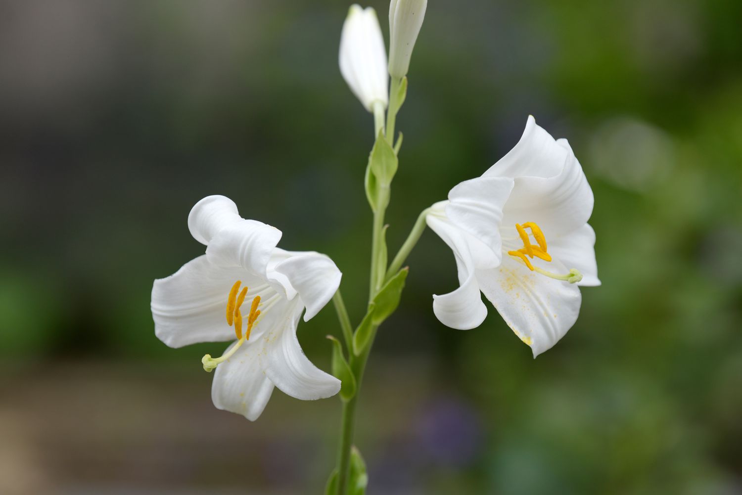 Plante de lys de Madone avec tige fine et fleurs blanches en forme de trompette et centres de pollen jaune closeup