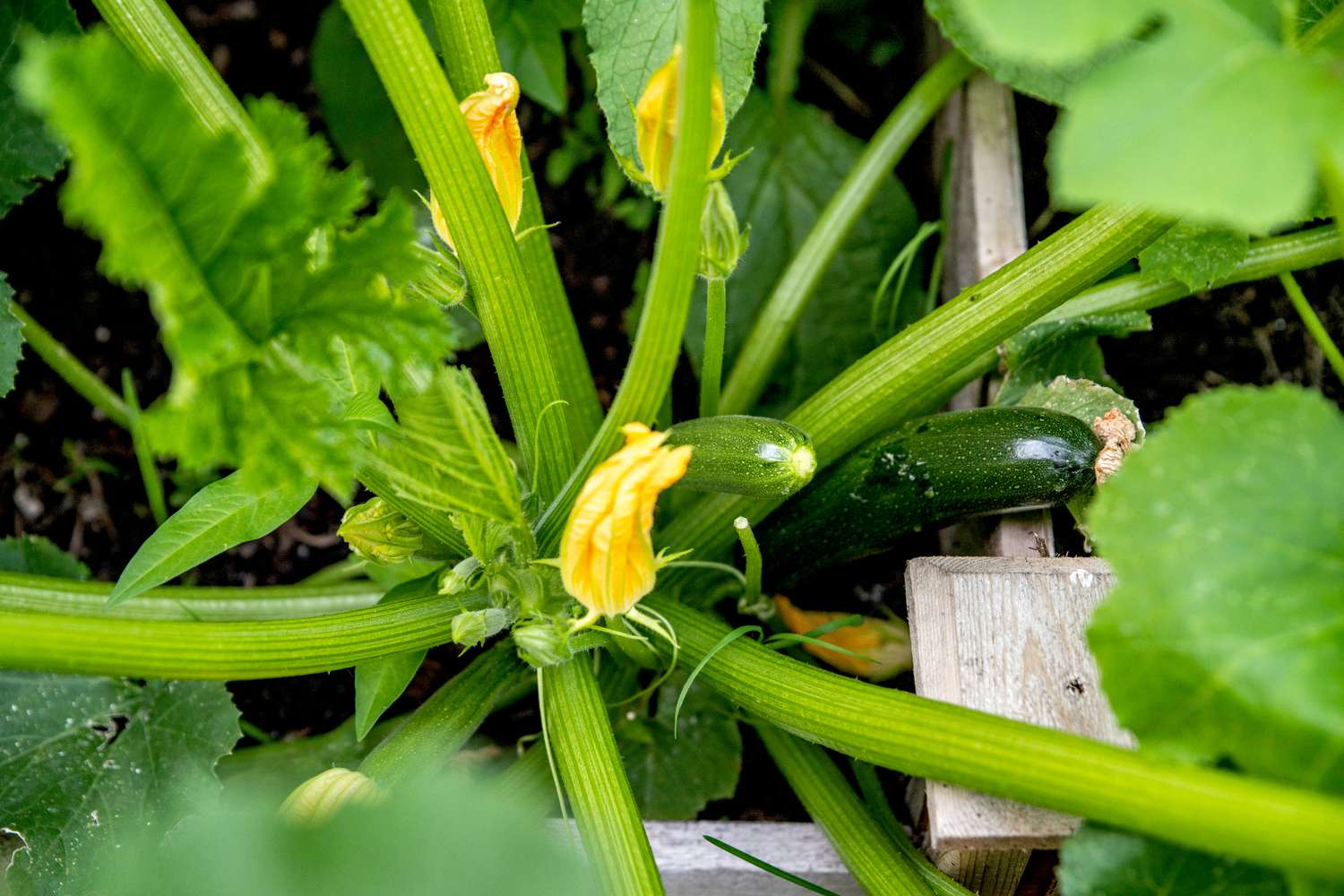 Kürbisgewächs mit Pflanzenstängeln und gelben Blüten