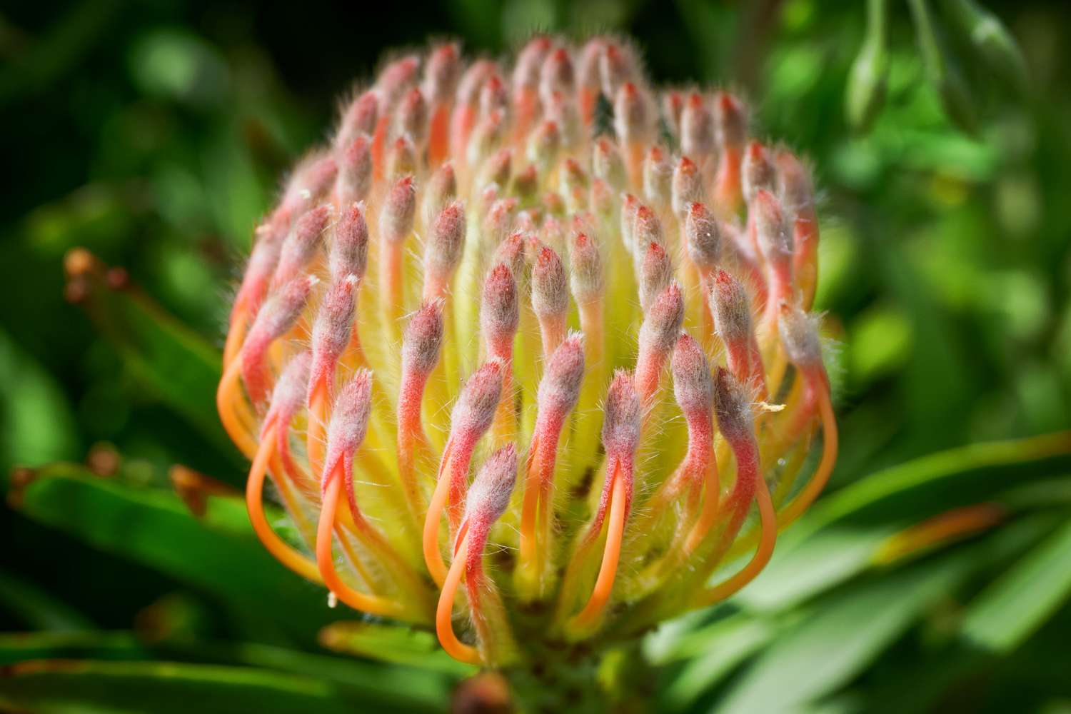 Protea-Pflanze mit entfalteten orange-gelben Hochblättern in Nahaufnahme