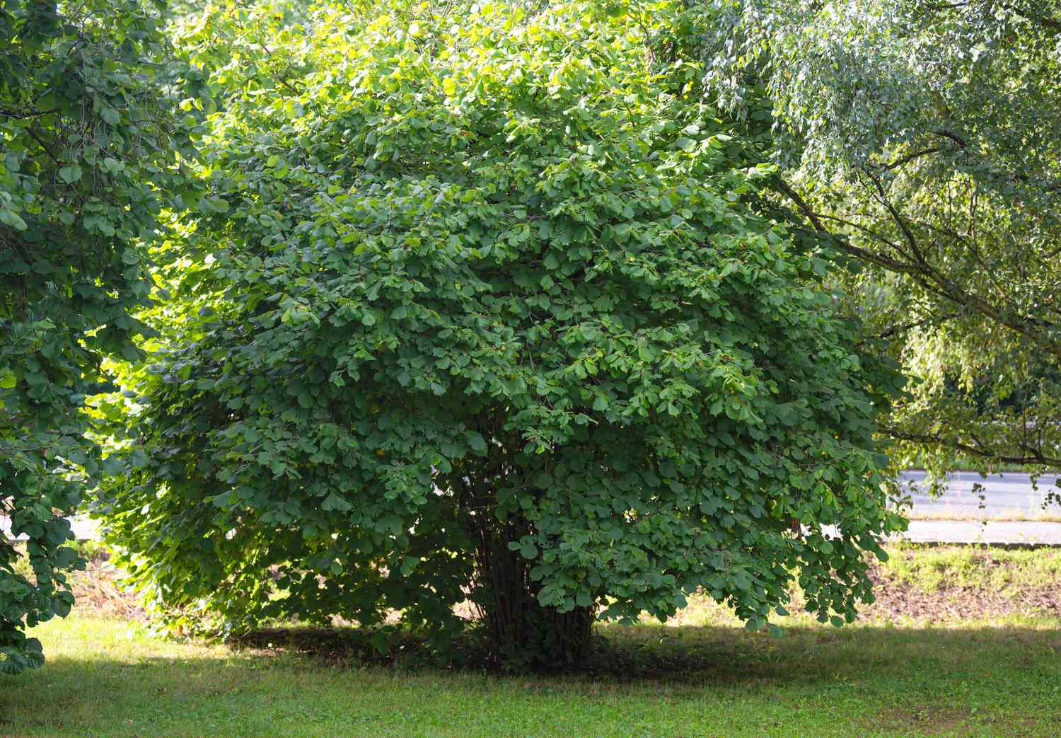 Schnabeliger Haselnussbaum mit dicken Ästen