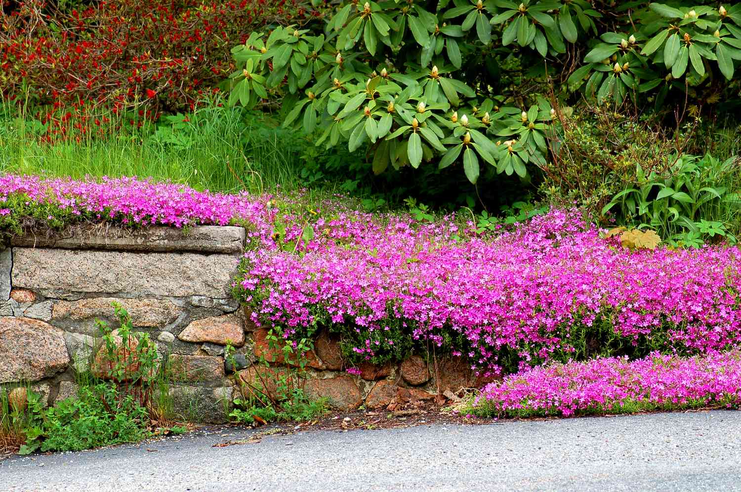 Phlox rastrero morado derramándose por el muro de piedra.