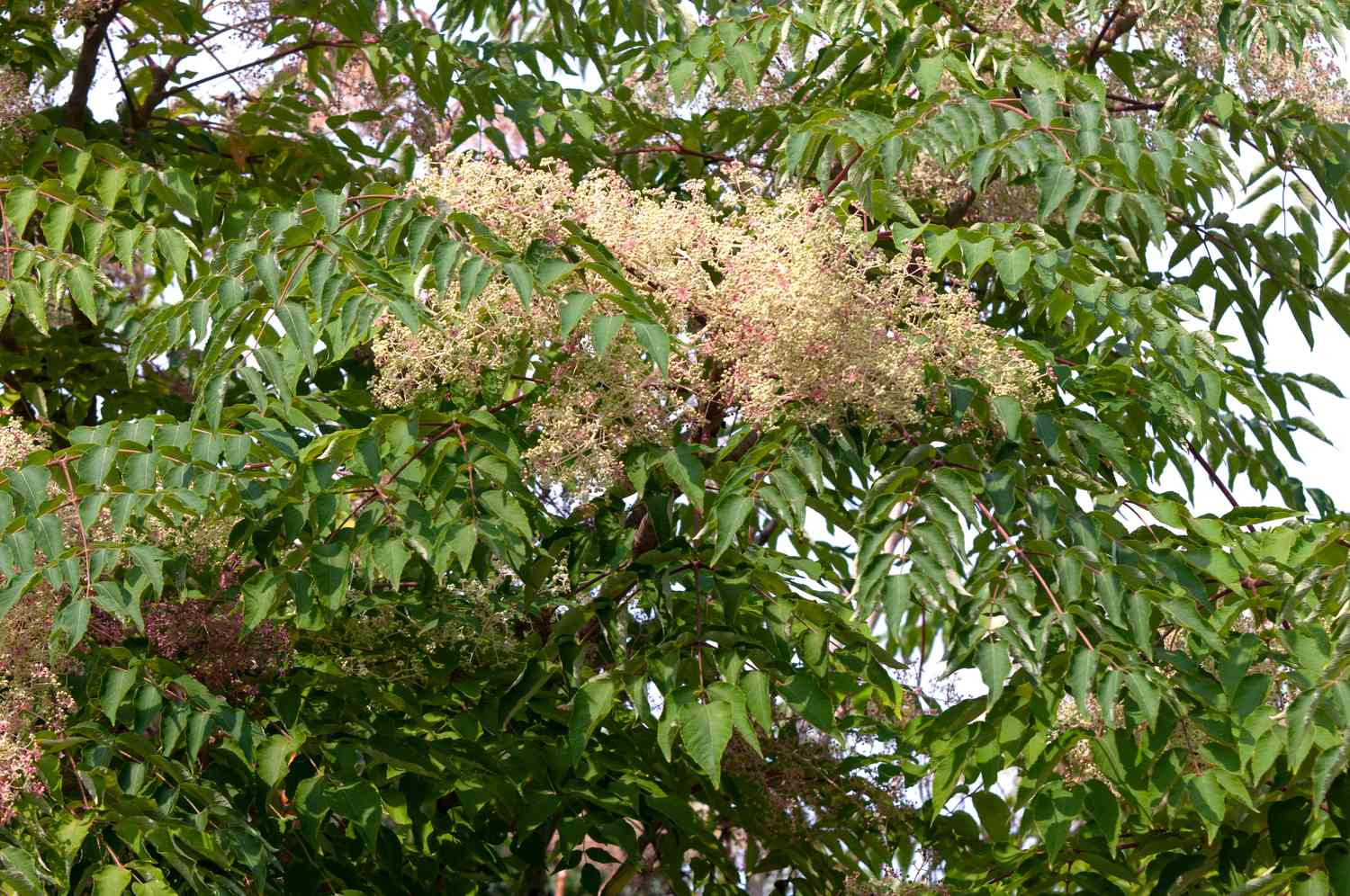 Zweige des japanischen Engelwurzbaums und Büschel cremefarbener Blüten