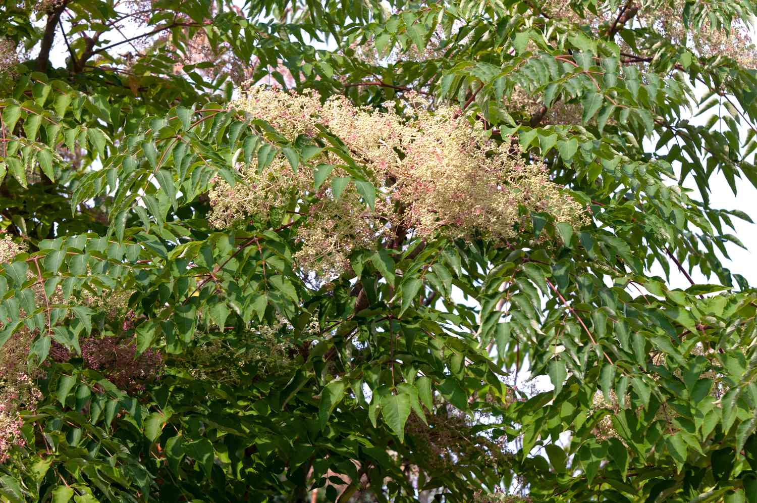 Galhos da árvore de angélica japonesa e conjunto de flores de cor creme