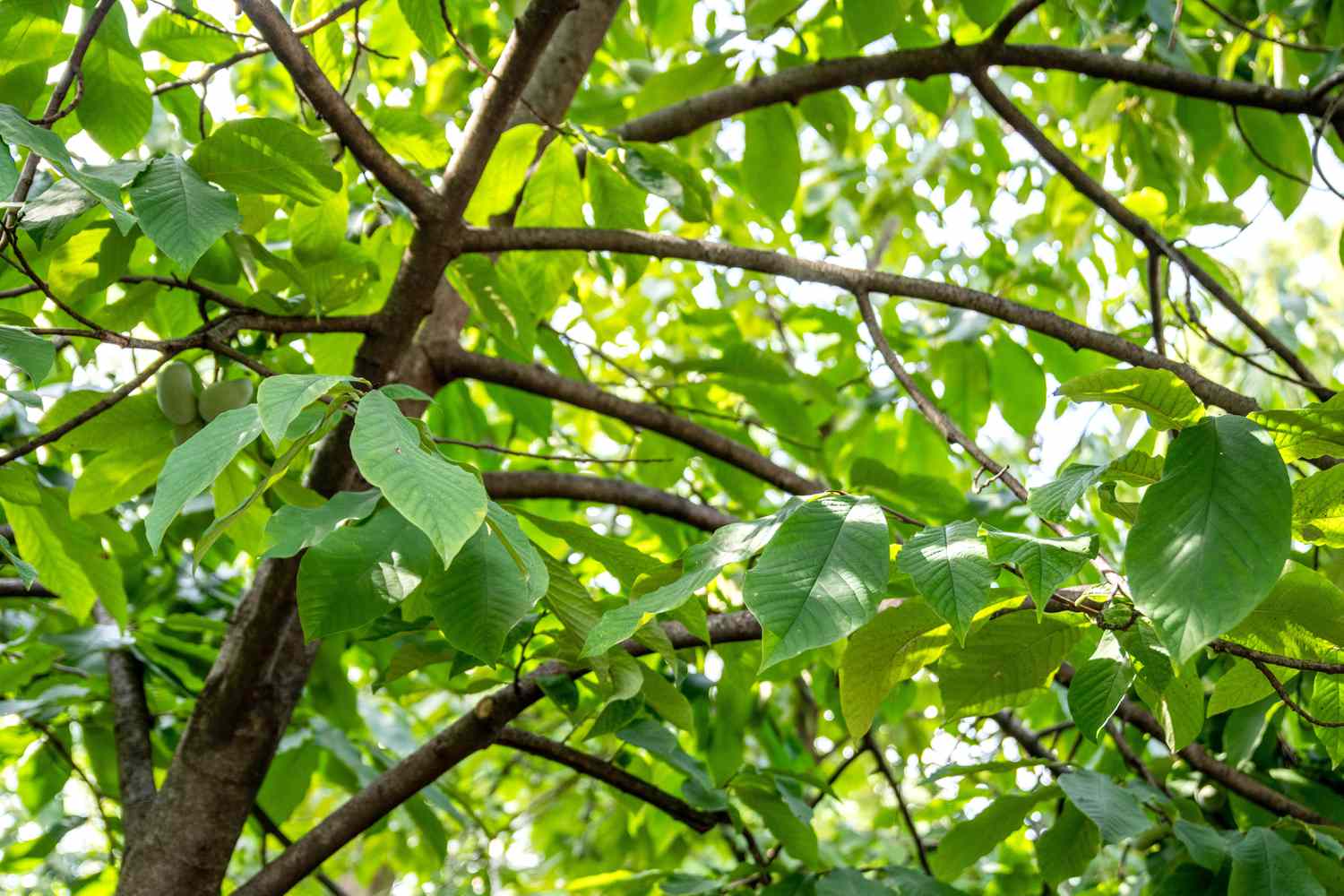 Stamm und Äste des Papayabaums mit dunkelbrauner Rinde und hellgrünen Blättern