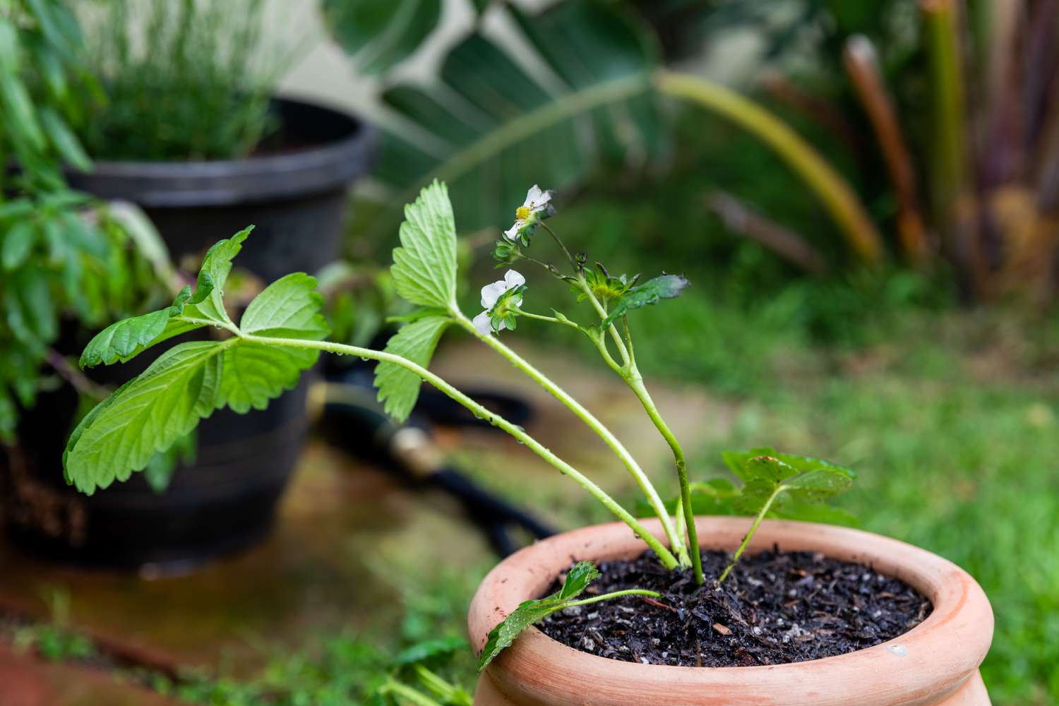 Erdbeerpflanze mit kleinen weißen Blüten in einem Keramiktopf