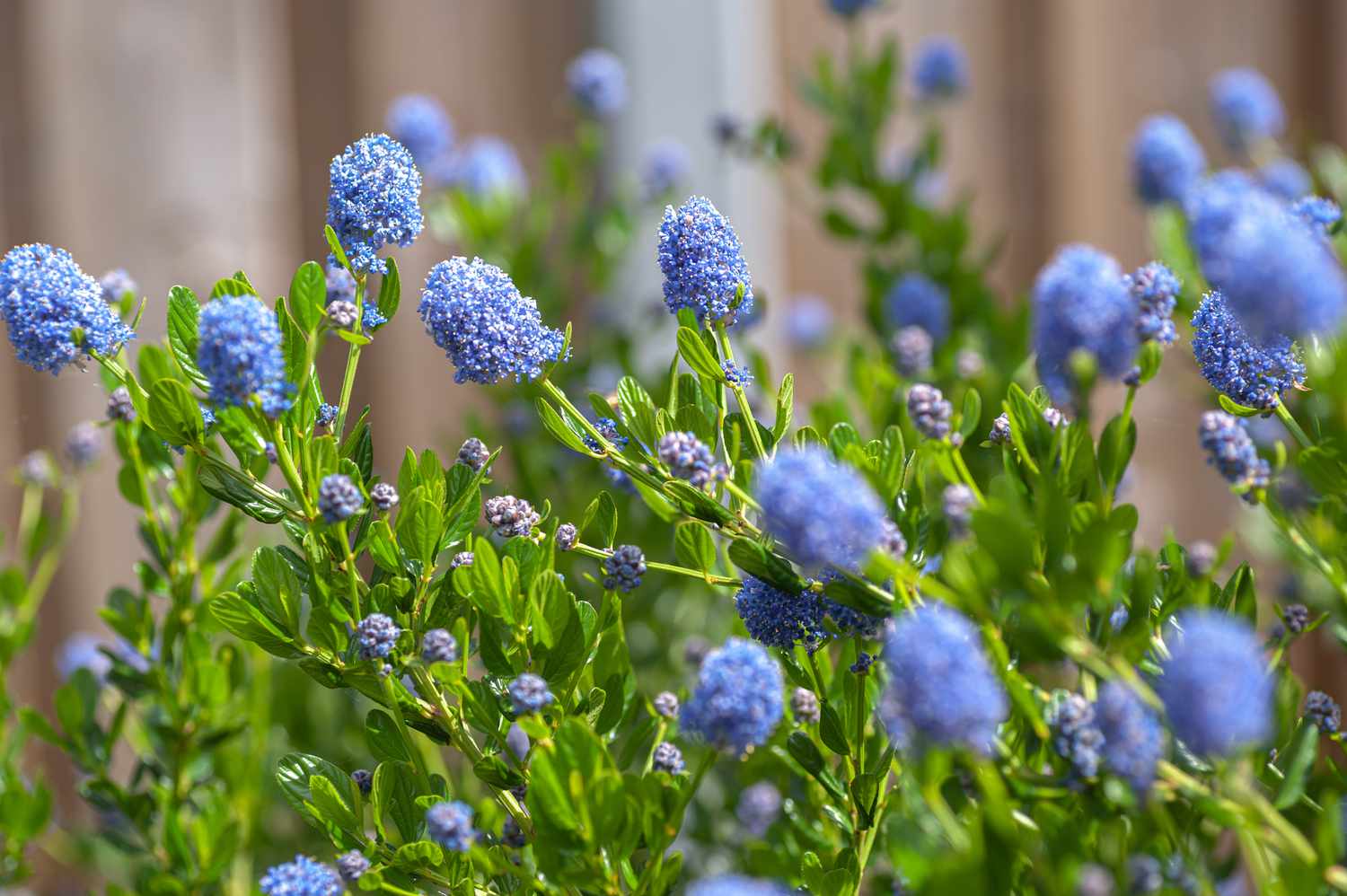 Blau blühende Ceanothus-Strauchzweige mit grünen, eiförmigen Blättern und winzigen blauen Blütenbüscheln und Knospen an dünnen Stängeln in Nahaufnahme 