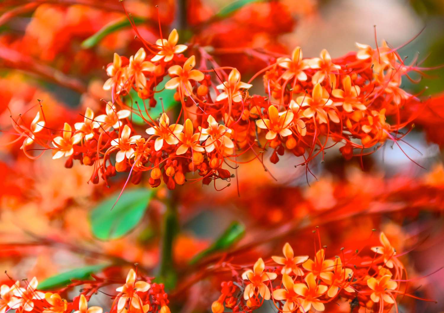 Pagodenpflanzenblüten im Detail