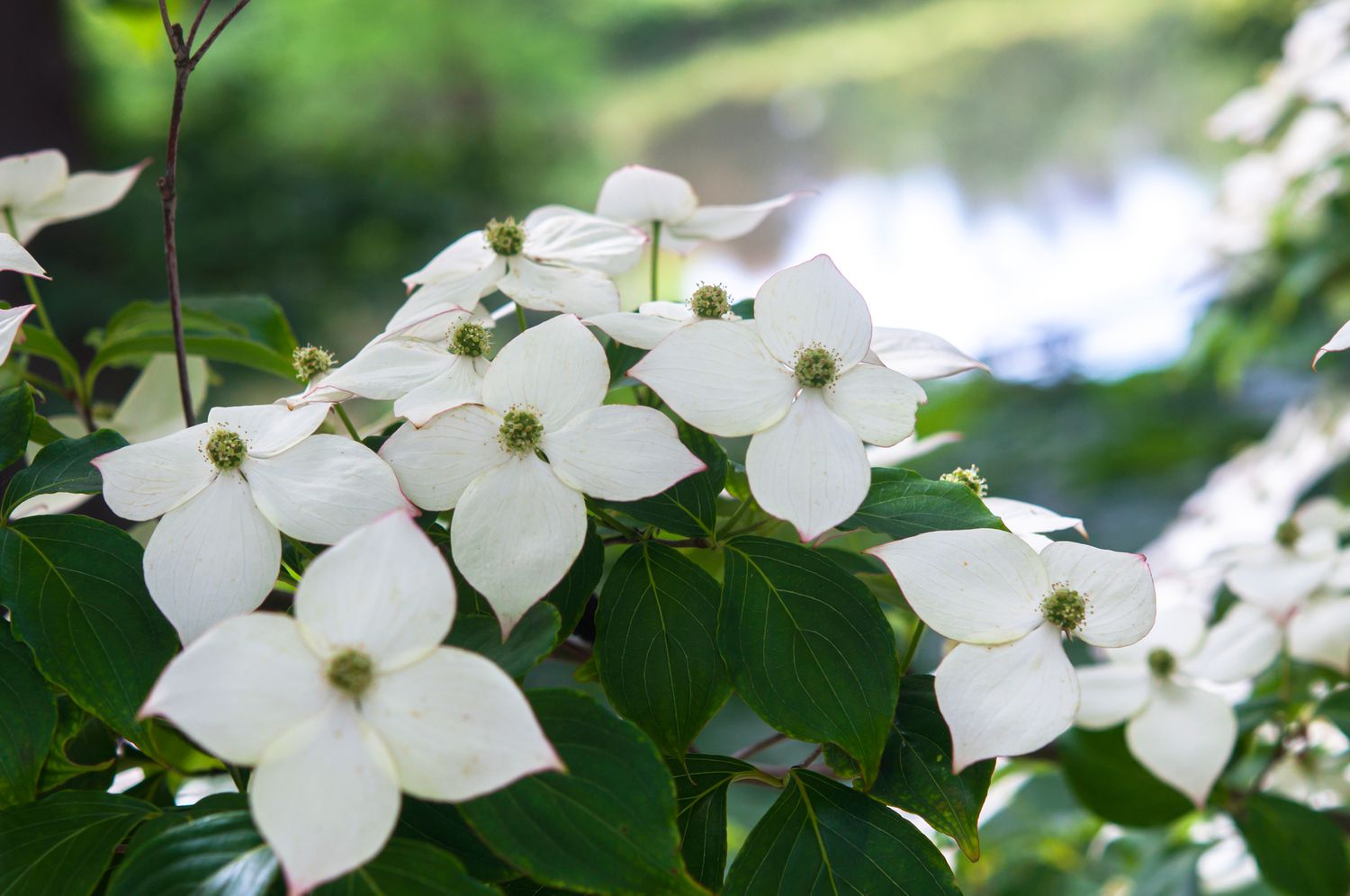 Kousa eurostar Hartriegelzweige mit weißen Blüten am See in Nahaufnahme